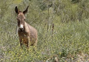 1280px-Donkey_in_Dana_Reserve